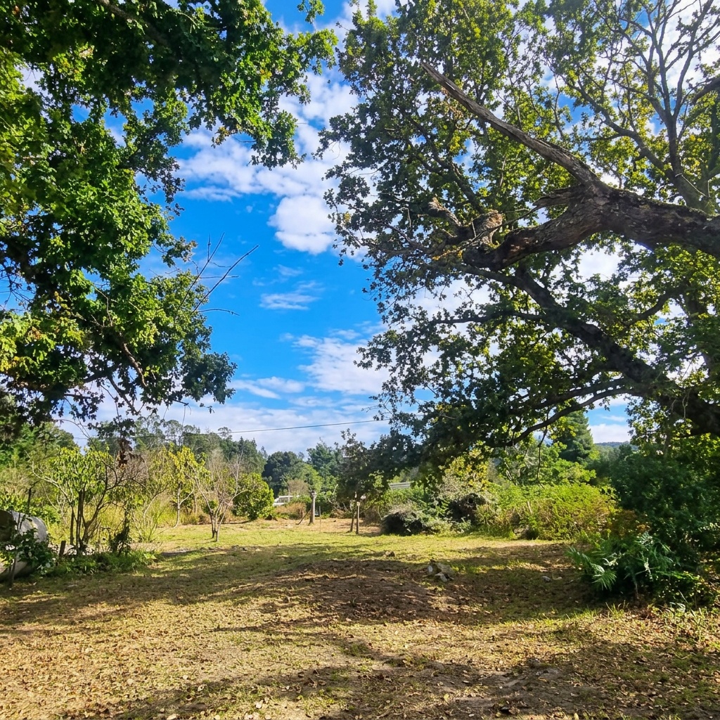 Covie property — ancient oak trees, Garden Route