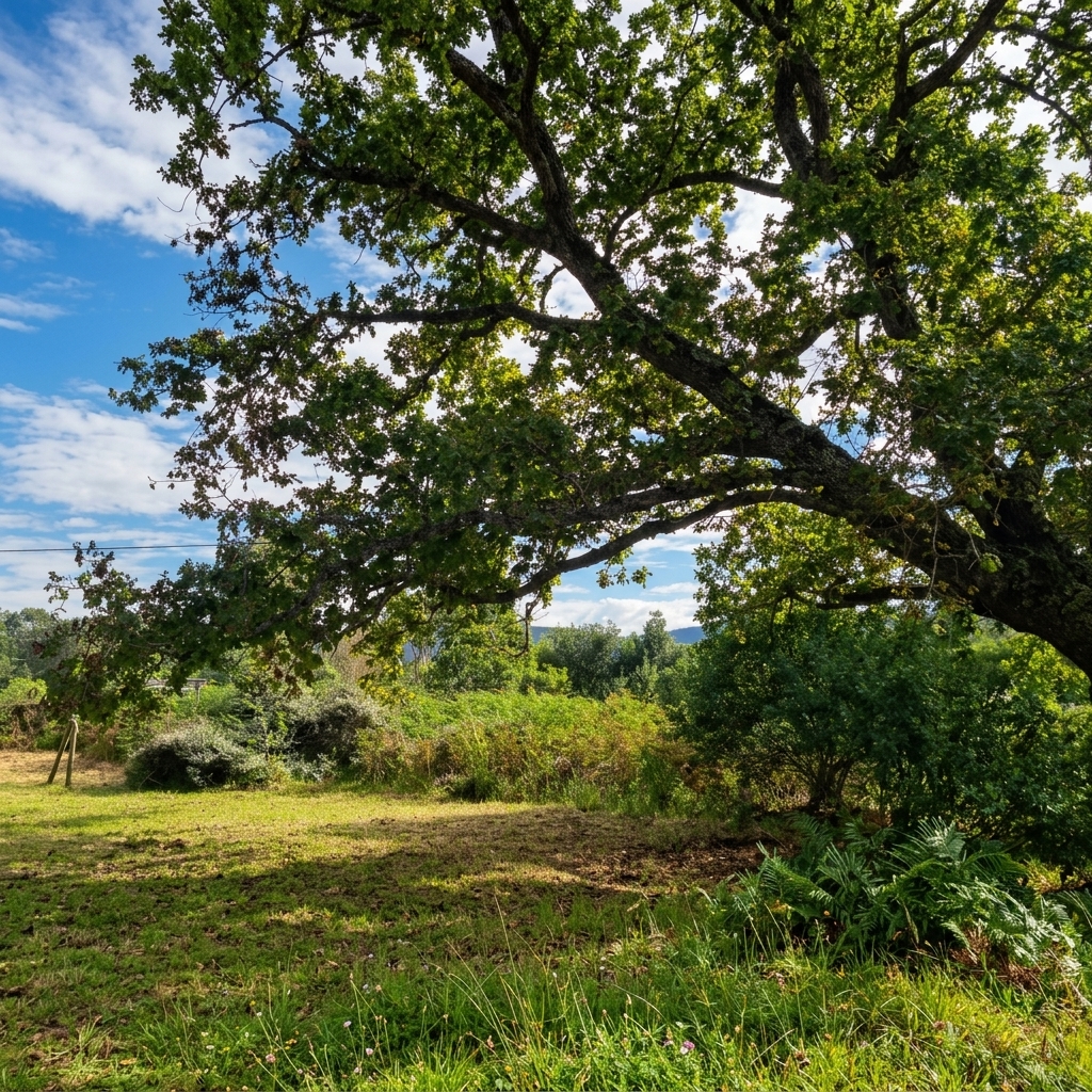 Covie property — open land under oak trees
